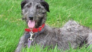 Flora  Deerhound  4 Week Residential Dog Training at Adolescent Dogs [upl. by Annhej545]