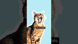 Alors il a déjà fait cette tête  😅😼🔉 caats chat [upl. by Anned]