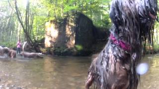 GoPro HD 30 happy Briards running free at the river walk [upl. by Daniell674]