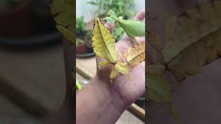 Leaf insect Pulchriphyllium giganteum [upl. by Bartlett850]