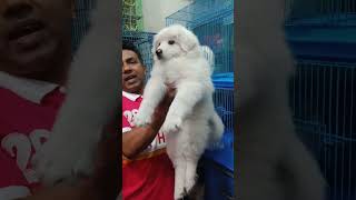 Samoyed puppy dog price in Bangladesh pet shop pretty birds Katabon Dhaka 🐕🐕 [upl. by Noyek406]