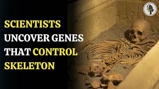 Scientists Uncover Genes that Control Skeleton  WION Podcast [upl. by Bink]