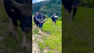 Mithun Bos frontalisyoutubeshort youtubeshorts northeastindia nature travel beautiful [upl. by Magdau]