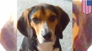 Man posts Craigslist ad after girlfriend asks him to get rid of his adorable dog  TomoNews [upl. by Annaeed]