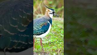 Northern Lapwing  vanellus vanellus birdwatching [upl. by Llenral]