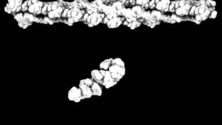 Movement of Actinassociated MyosinII CrossBridge during Muscle Contraction [upl. by Rockefeller809]