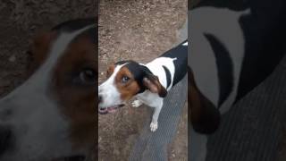 Treeing Walker Coonhound Jax Howling for a Ride to the Store [upl. by Oneida]