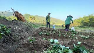 I am continuing the potato planting program and have to dig the land and fertilize [upl. by Ettenal398]