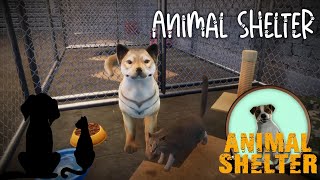 Dog And Cat HANGOUT  • Animal Shelter 12 • [upl. by Lukey]