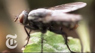 The Flight of the Fly  The New York Times [upl. by Noraed]