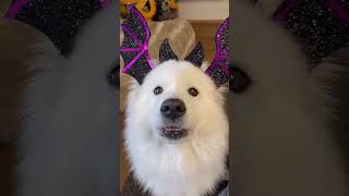 HOW VOCAL ARE SAMOYEDS dog YouTubeCreatorChallenge shorts animals [upl. by Atteloj655]