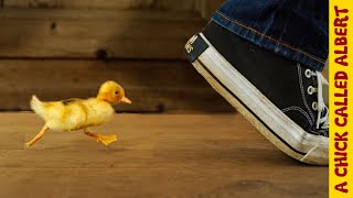 How To Make a Duckling Follow You  Busting Myths [upl. by Aneehsyt]