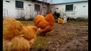 Orpington Meat Chickens  Big Yellow Breed [upl. by Nennahs]