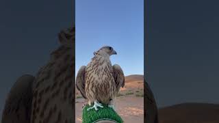 Bird falcon bird birds explore wildlife [upl. by Sloan]