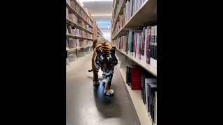 Tiger prowling the non fiction section of my library animals tiger libraries library ai [upl. by Esinehc]