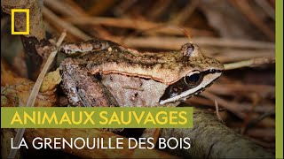 La grenouille des bois seule espèce damphibien du cercle arctique [upl. by Ahsela]