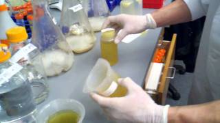 protein prep  pouring of supernatant and breaking down cell pellet3gp [upl. by Nyrb]