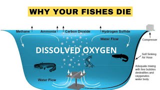 Dissolved Oxygen 3 ways to Aerate your Ponds thefarmlady aeration [upl. by Summer]