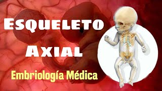 Esqueleto Axial EMBRIOLOGIA MEDICA DE LANGMAN [upl. by Sanford7]