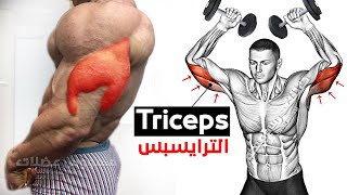 15 Easy Exercises triceps  Long head  Lateral Head  Medial Head [upl. by Katey]