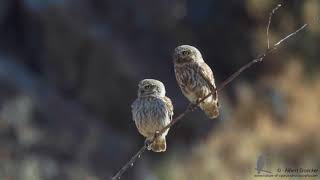 Steinkauz  Little Owl Ruf des Männchen [upl. by Aynotel]