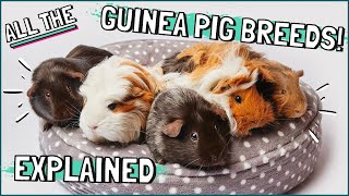 Guinea Pig Breeds Explained Which Breed Are Your Guinea Pigs [upl. by Irac]