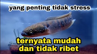 Tips dan cara memelihara channa asiatica  pengalaman saya [upl. by Atnwahsal427]