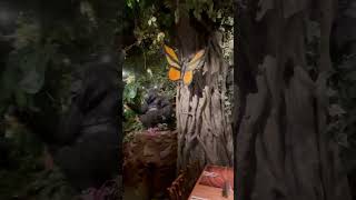 Rainforest cafe Disney Springs Orlando [upl. by Alleuol563]