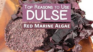 Top Reasons to Use Dulse Seaweed Why Its Our Favorite [upl. by Mohammad]