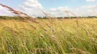 Wiese auf Tempelhofer Feld Freiheit in BerlinNeukölln ExFlughafen [upl. by Peedsaj]