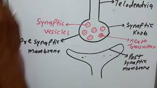 Synapse part1acetylcholinesynaptic knobsynaptic cleft acetylcholinesterasepresynaptic mambrane [upl. by Calabrese89]