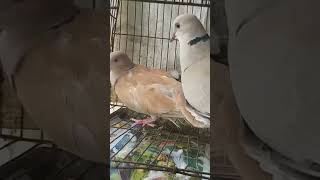 Dove Coa Co pigeon birds dove [upl. by Easlehc]