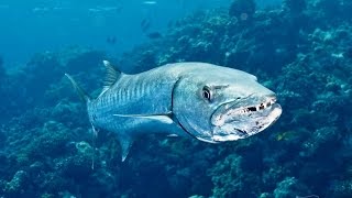 Spearfishing Cuba  part 2  Pesca submarina Apnea  Groupers and Barracuda [upl. by Chatterjee412]