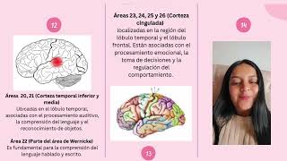 Corteza cerebral y áreas de Brodmann [upl. by Halladba]