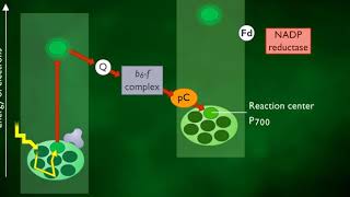 Cyclic and Noncyclic Photophosphorylation HD Animation [upl. by Maren]