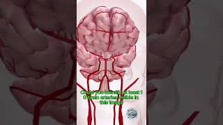 IDENTIFY BRAIN ARTERY IN THIS VIDEO neurology cerebralartery neuroscience anatomy [upl. by Maeve]