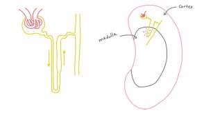 Cortical vs Juxtamedullary Nephrons in the Kidney [upl. by Chil]