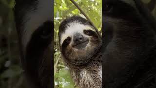 Handsome Sloth  Primates Love To Smile shorts reels animals nature sloth [upl. by Smitt877]