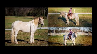 Buckskin Tobiano Paint Pony Trail Ranch Fun Show Family Friendly Horse For Sale [upl. by Kcirederf]