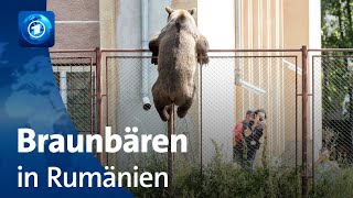 Rumänien diskutiert über Umgang mit wilden Bären [upl. by Harrus]