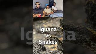 Iguana Vs Snakes shorts [upl. by Uhsoj272]