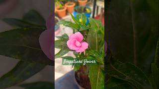 Impatiens flower youtubeshorts ytshorts garden trending viralshort [upl. by Swainson]