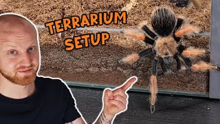 Brachypelma boehmei Terrarium Setup Mexican Fireleg Tarantula [upl. by Fidelia]