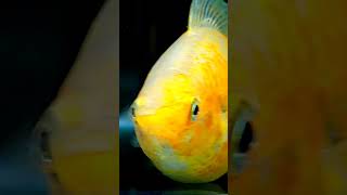 Molly Fish Breeding 🐬🐠🐬 mollyfish fish giving [upl. by Arakal148]