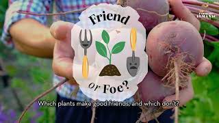 Farmers Almanac Companion Planting Guide Friends Foes [upl. by Kenley]