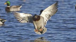 FlyBy Mallard [upl. by Snell]