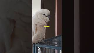 Snowball the Dancing Cockatoo beautifulthailand cat wildlifetravel americanbear travel animals [upl. by Emarie215]