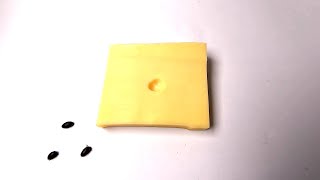 Flesh Eating Beetles VS Cheese Timelapse [upl. by Nonaihr]