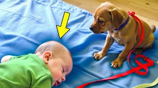 6MonthOld Paralyzed baby Falls Asleep Look What The Puppy Did Next Its A Miracle [upl. by Aicilra]