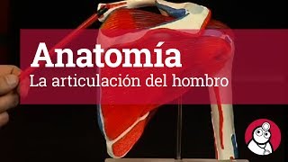 Anatomía La articulación del hombro [upl. by Adnarrim]